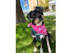 Adopt Kehlani a Australian Shepherd