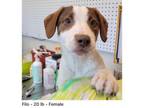 Adopt Jumpy Pup: Filo a Terrier