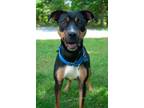 Adopt Cirilla / Kiwi a Pit Bull Terrier, Hound