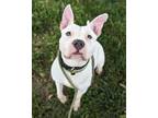 Adopt The Mad Hatter a Pit Bull Terrier