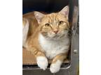Adopt Lucy Buttercup a Domestic Short Hair