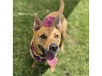 Adopt Lacy a Shepherd