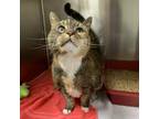 Adopt Cali a Domestic Short Hair