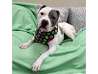 Adopt Renault a Pit Bull Terrier