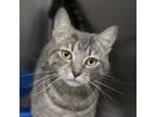 Adopt Manchitas Garcia a Domestic Short Hair