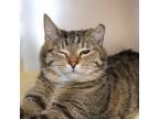 Adopt Paloma a Domestic Short Hair