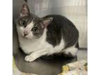 Adopt Miss Priss a Domestic Short Hair