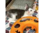 Adopt Celestine a Domestic Short Hair