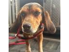 Adopt Hazel a Beagle