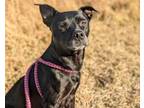 Adopt Eden a Pit Bull Terrier, Mixed Breed