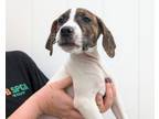 Adopt Jayn a Hound, Mixed Breed