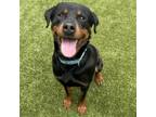 Adopt Brie Bella a Rottweiler