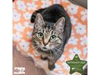 Adopt Mau Mau a Domestic Short Hair