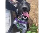 Adopt Lana - Adoption Pending a Australian Cattle Dog / Blue Heeler