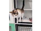 Adopt Truffles a Domestic Short Hair