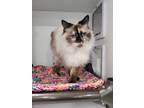 Adopt Zae Zae a Ragdoll