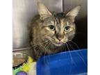 Adopt Samara a Domestic Medium Hair