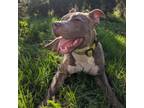 Adopt Squiggles a Pit Bull Terrier