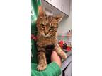 Adopt Labyrinth a Domestic Short Hair