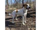 Adopt Bailey a Hound, Mixed Breed