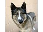 Adopt Clarah a Husky, Mixed Breed