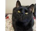 Adopt Nyx a Domestic Short Hair