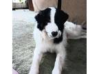 Adopt April a Collie