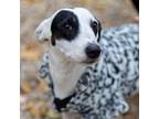 Adopt Erin (Pepper) a Jack Russell Terrier