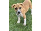 Adopt Chelsea a Terrier, Mixed Breed