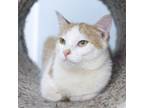 Adopt Georgie a Domestic Short Hair