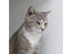 Adopt Cream a Domestic Short Hair