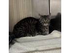 Adopt Celia a Domestic Short Hair