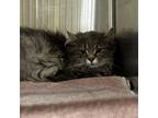 Adopt Calypso a Domestic Long Hair