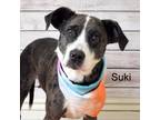 Adopt Suki a Pit Bull Terrier, Australian Cattle Dog / Blue Heeler