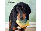 Adopt Minnie a Hound