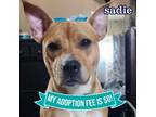 Adopt Sadie a Mixed Breed