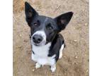 Adopt Ping a Border Collie, Mixed Breed