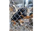 Adopt Cassidy a Shepherd, Mixed Breed