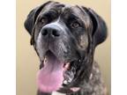 Adopt Mac a Bullmastiff, Saint Bernard