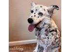 Adopt Emma a Australian Cattle Dog / Blue Heeler, Australian Shepherd