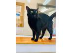 Adopt Sheila a Domestic Medium Hair