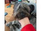 Adopt Lucy a Skye Terrier