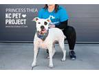 Adopt Princess Thea a Pit Bull Terrier, Mixed Breed