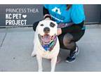 Adopt Princess Thea a Pit Bull Terrier, Mixed Breed