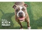 Adopt Baby a Pit Bull Terrier, Mixed Breed