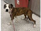 Adopt Lenora a Pit Bull Terrier, Mixed Breed