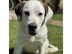 Adopt Kalani a Labrador Retriever, Saint Bernard