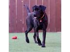 Adopt Amy a Labrador Retriever