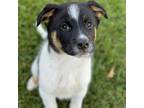 Adopt Fergie - Adopted! a Shepherd, Labrador Retriever