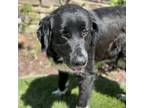 Adopt Brookie - (Medical) a Flat-Coated Retriever, Labrador Retriever